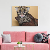クラウディドヒョウの仔 キャンバスプリント (インサイチュ (リビング))