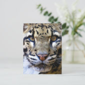 クラウディドヒョウ詳細 ポストカード (スタンド正面)