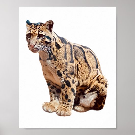 クラウドリープドの写真 ジャングル 大型ネコ科動物   ポスター (正面)