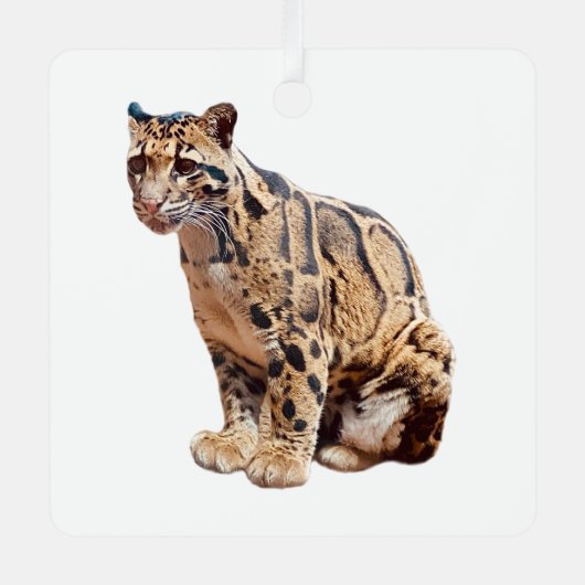 クラウドリープドの写真 ジャングル 大型ネコ 動物 メタルオーナメント (正面)
