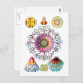 クラウンまたはヘルメットクラゲ ポストカード (正面/裏面)