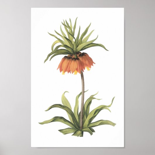 クラウンインペリアル(Fritillaria imperialis)by Redoute ポスター (正面)