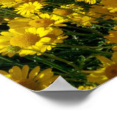 クラウンデイジー/キク宝冠 ポスター (角)