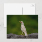 クラウンポイントのアルビノ・ロビン ポストカード (正面/裏面)