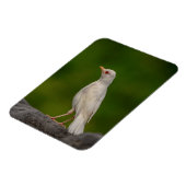 クラウンポイントのアルビノ・ロビン マグネット (左側)