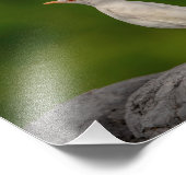 クラウンポイント10x8 Albino Robin フォトプリント (角)