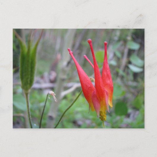 クラウン ポストカード (正面)