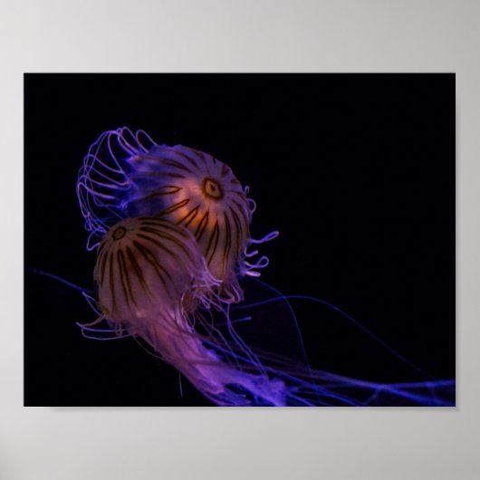 クラゲのダンスパートナー ポスター (正面)