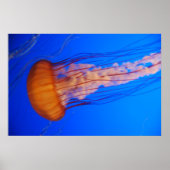 クラゲのポスター1 ポスター (正面)
