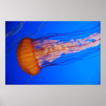 クラゲのポスター1