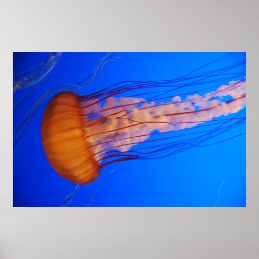 クラゲのポスター1 ポスター (正面)