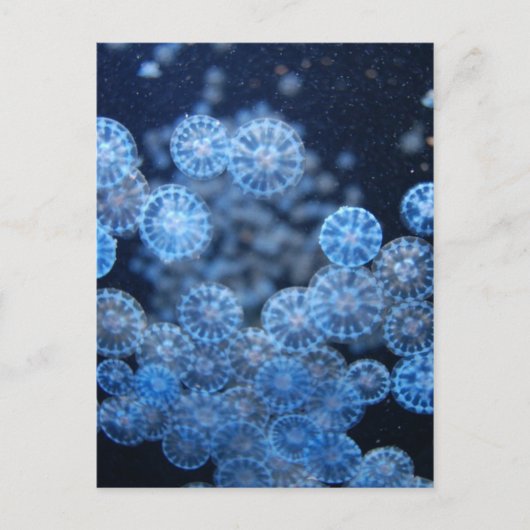 クラゲのポストカード ポストカード (正面)