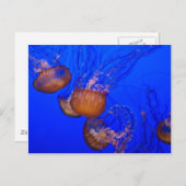 クラゲの海水色 ポストカード (正面/裏面)