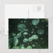 クラゲはがき ポストカード (正面/裏面)