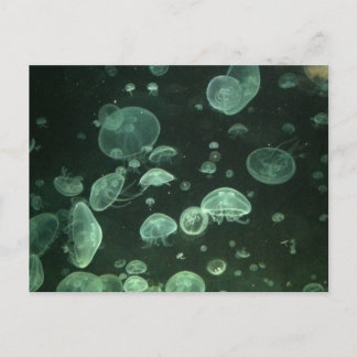 クラゲはがき ポストカード