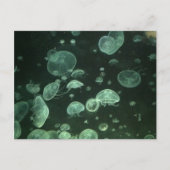 クラゲはがき ポストカード (正面)