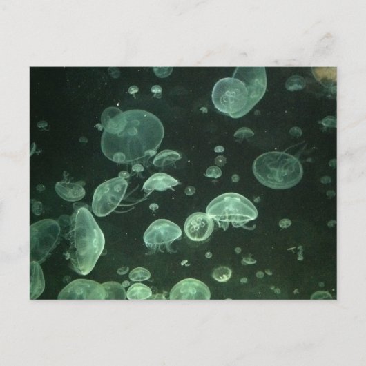 クラゲはがき ポストカード (正面)