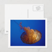 クラゲはがき ポストカード (正面/裏面)