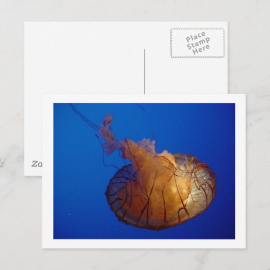 クラゲはがき ポストカード (正面/裏面)
