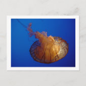 クラゲはがき ポストカード (正面)