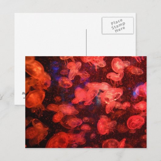 クラゲはがき ポストカード (正面/裏面)