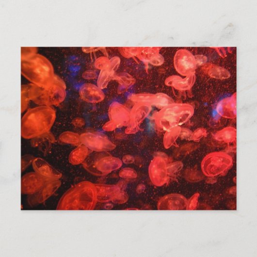 クラゲはがき ポストカード (正面)