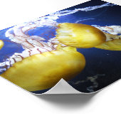 クラゲ保泳ぎだ ポスター (角)