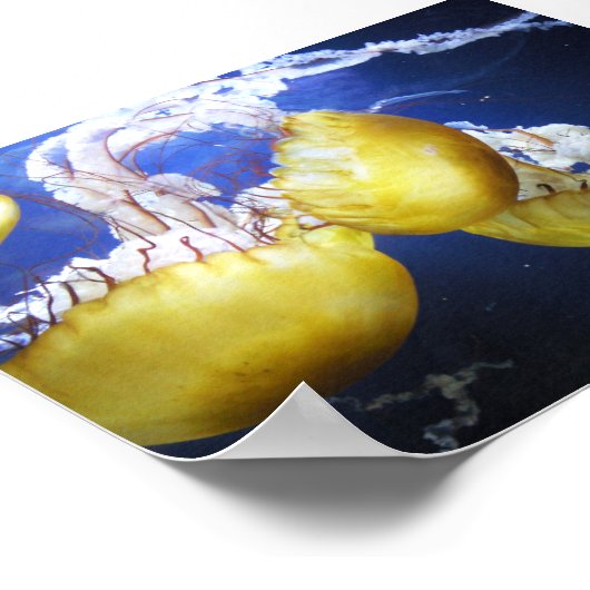 クラゲ保泳ぎだ ポスター (角)