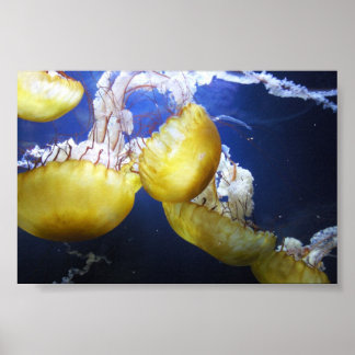 クラゲ保泳ぎだ ポスター