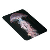 クラゲ幼稚園、クリサオラ マグネット (右側)