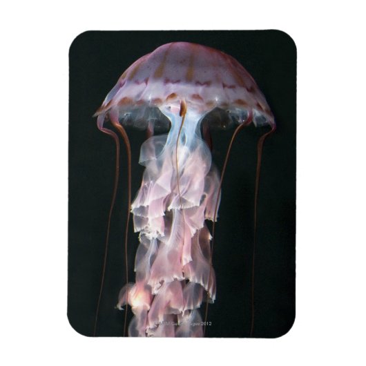 クラゲ幼稚園、クリサオラ マグネット (縦)