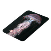 クラゲ幼稚園、クリサオラ マグネット (左側)