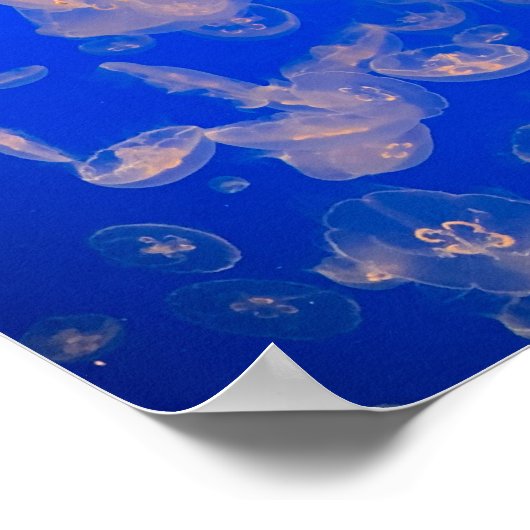 クラゲ水泳写真海 ポスター (角)