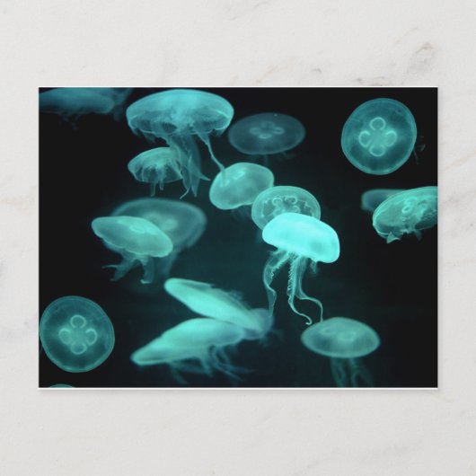 クラゲ白熱［赤熱］光を放つ ポストカード (正面)
