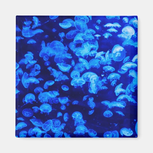 クラゲ群 マグネット (正面)