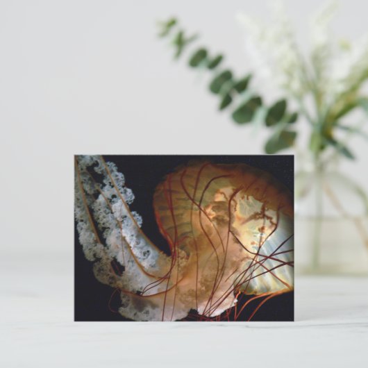 クラゲ葉書 ポストカード (スタンド正面)