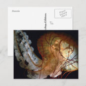 クラゲ葉書 ポストカード (正面/裏面)