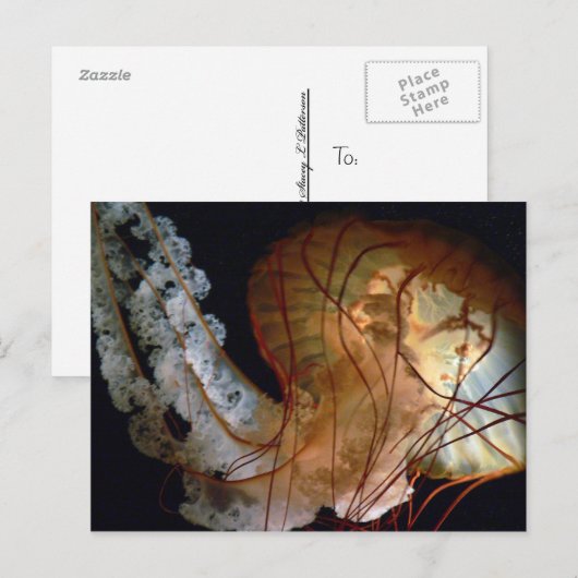 クラゲ葉書 ポストカード (正面/裏面)