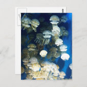 クラゲ葉書 ポストカード (正面/裏面)