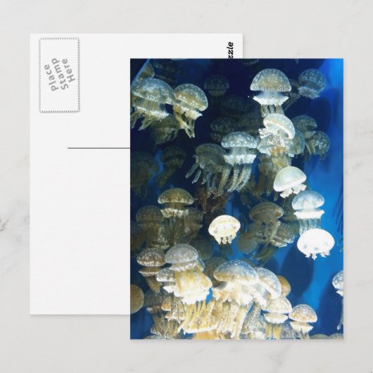 クラゲ葉書 ポストカード (正面/裏面)