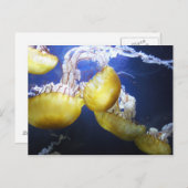 クラゲ葉書 ポストカード (正面/裏面)