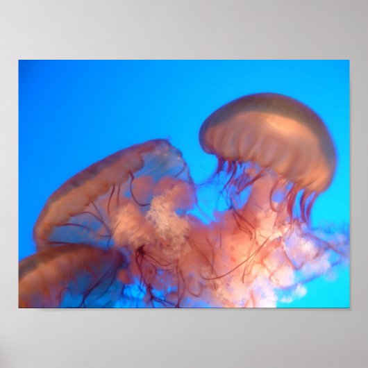 クラゲ4 ポスター (正面)