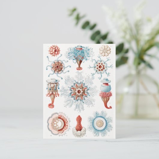 クラゲ,シフォノフォラエStaatsquallen海洋生物 ポストカード (スタンド正面)