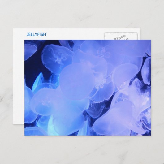 クラゲ ポストカード (正面/裏面)