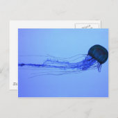 クラゲ ポストカード (正面/裏面)