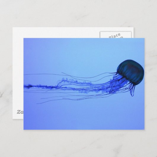 クラゲ ポストカード (正面/裏面)