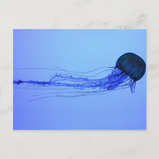 クラゲ ポストカード
