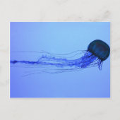 クラゲ ポストカード (正面)