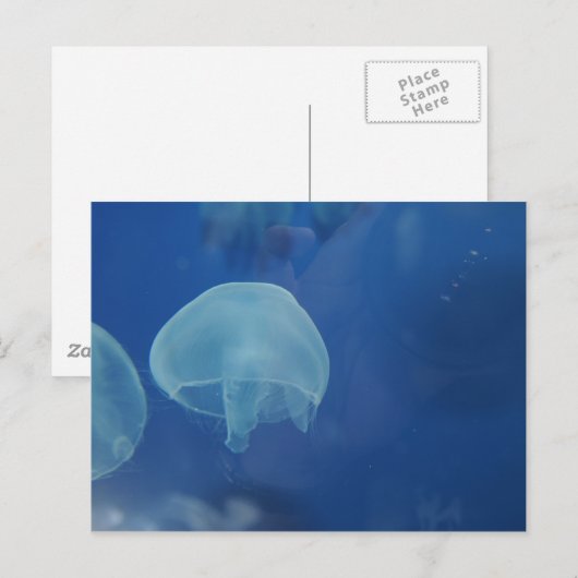 クラゲ ポストカード (正面/裏面)