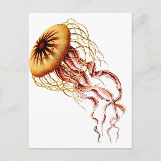 クラゲ ポストカード (正面)